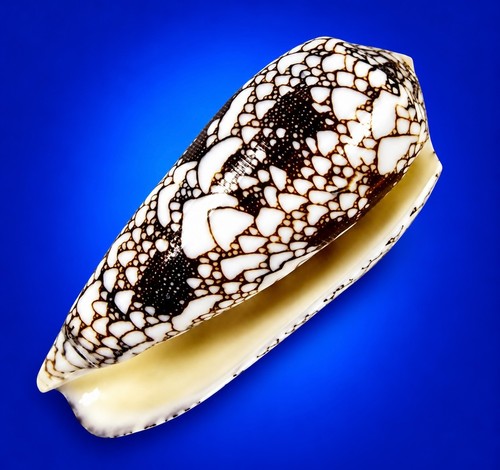 Conus omaria - , (darioconus)
