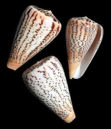 Suratensis cone shell 3 - ,