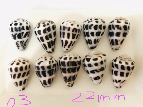 Hebrew cone shell from japan - cone,