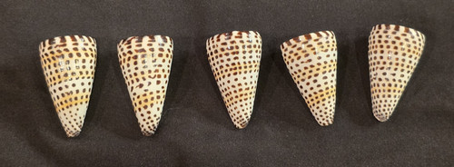Lettered alphabet cone conus - cone,