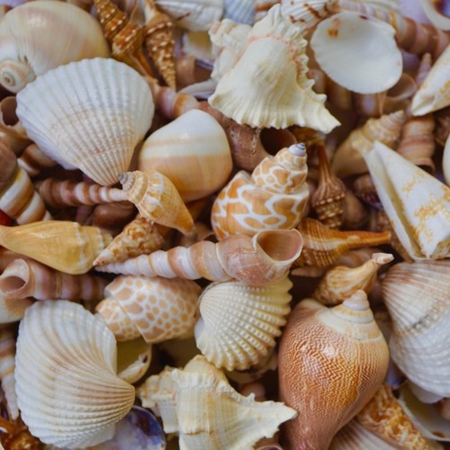 Florida seashells mix natural - seashells,