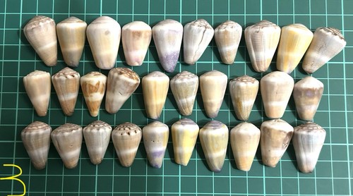 Cone shell from japan shells - from,
