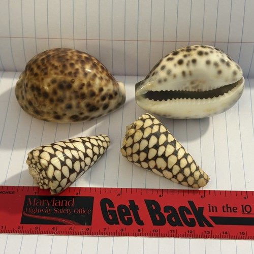 Vintage seashell lot pc - seashell,