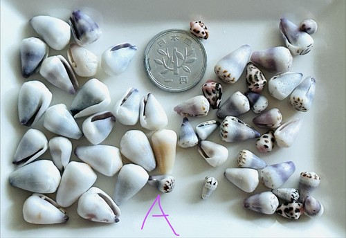 Hebrew cone shell - , from