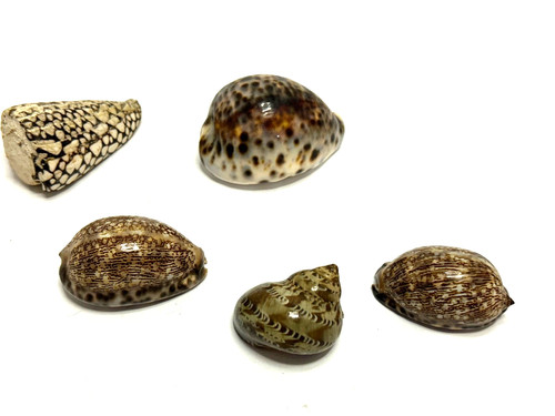 Lot cypraea arabica - of,