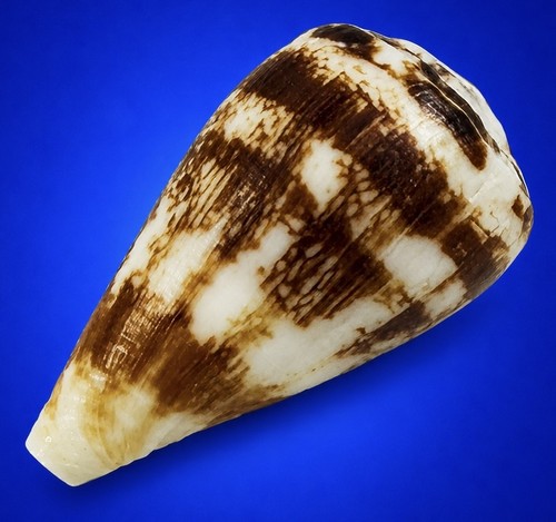 Conus cuneolus 2mm - conus,