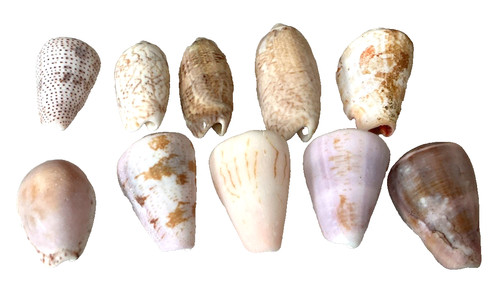 Vintage seashell lot cone - vintage,